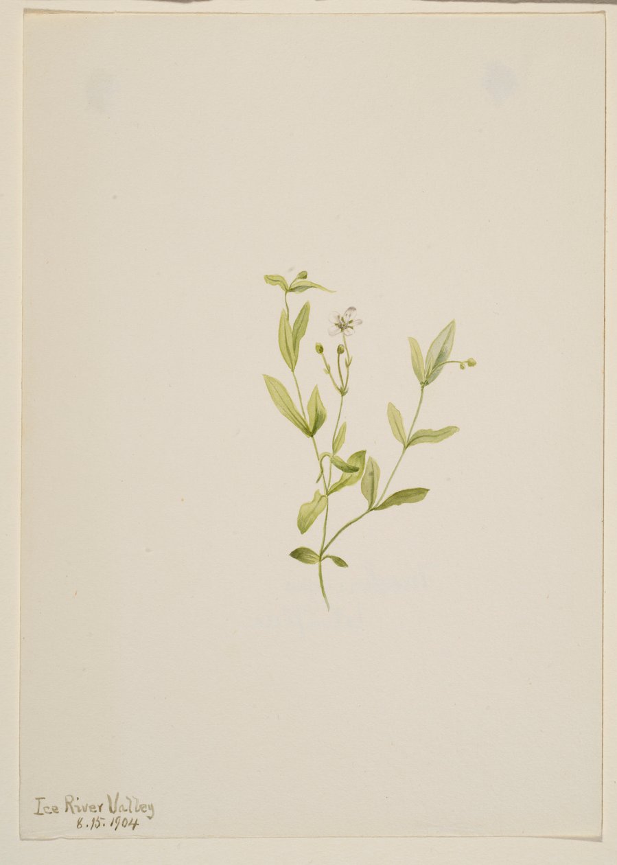 Moehringia laberiflora af Mary Vaux Walcott