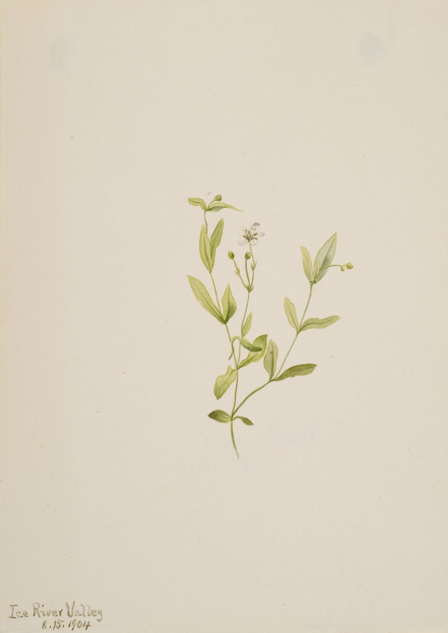 Moehringia laberiflora, 1904. af Mary Vaux Walcott