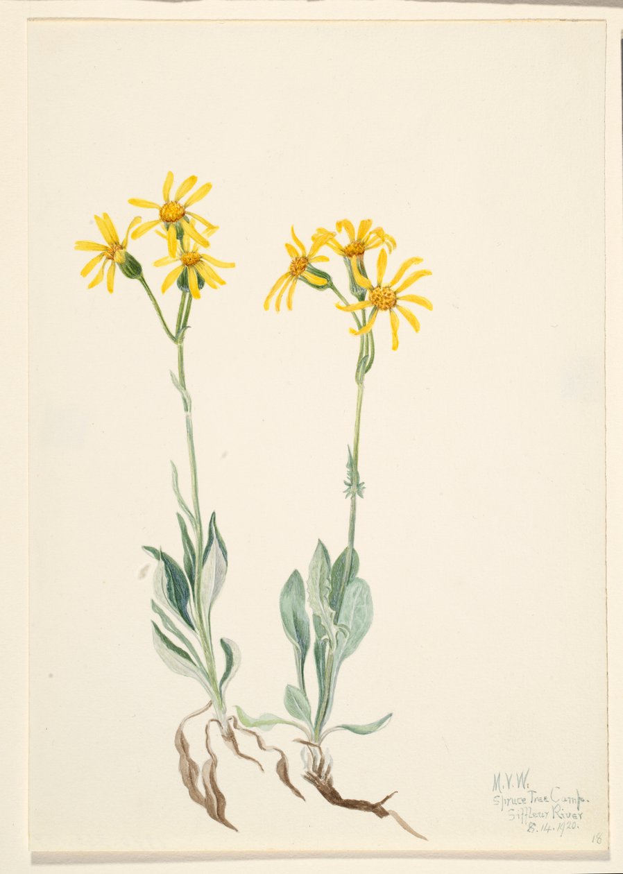 Montana Parnassia (Parnassia montanesis) af Mary Vaux Walcott