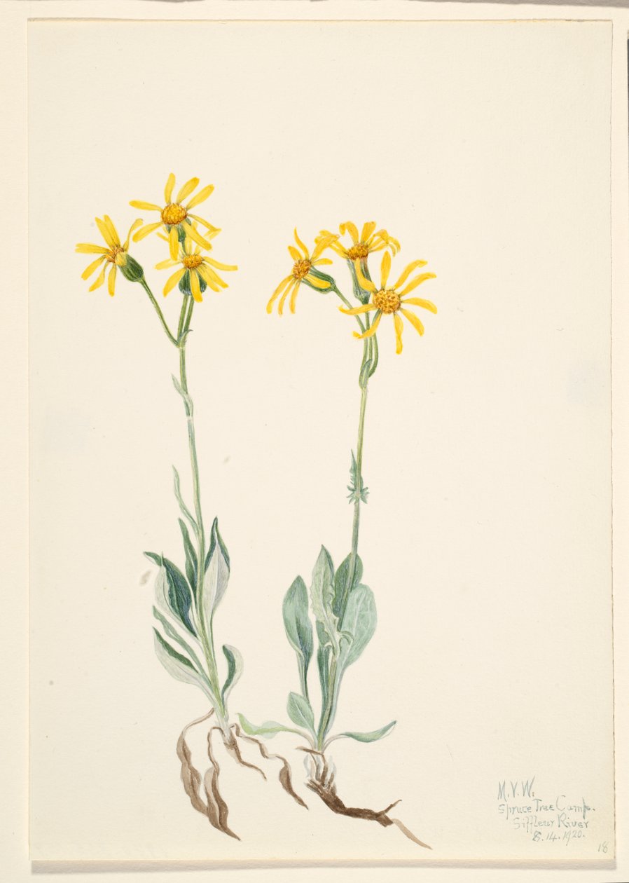 Montana Parnassia Parnassia montanesis, 1920. af Mary Vaux Walcott