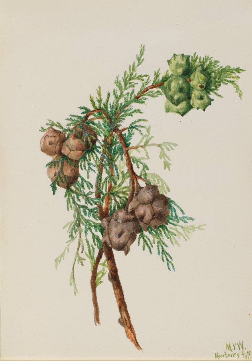 Monterey Cypress Cupressus macrocarpa, 1936. af Mary Vaux Walcott