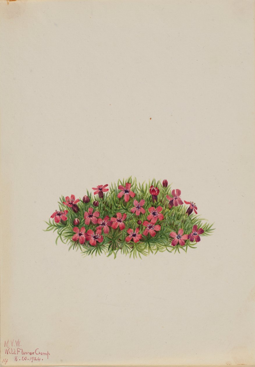 Mosegøgelilje (Silene acaulis) af Mary Vaux Walcott