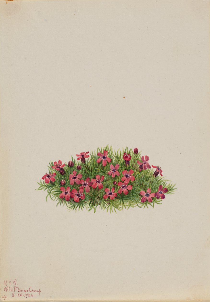 Moss Campion Silene acaulis, 1924. af Mary Vaux Walcott
