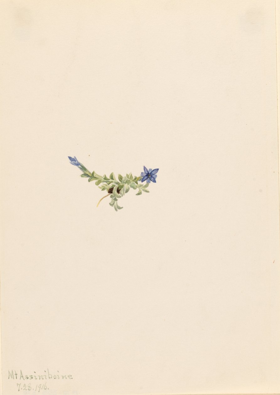 Mos-ensian (Gentiana prostrata) af Mary Vaux Walcott