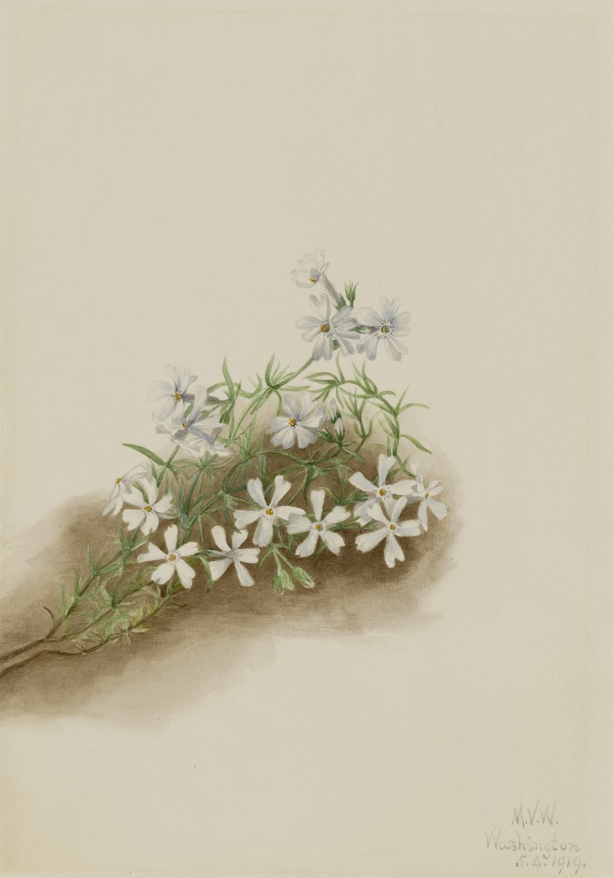 Mosrosa (Phlox subulate) af Mary Vaux Walcott