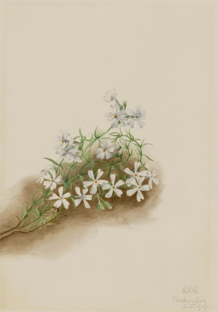 Moss Pink Phlox subulat, 1919. af Mary Vaux Walcott