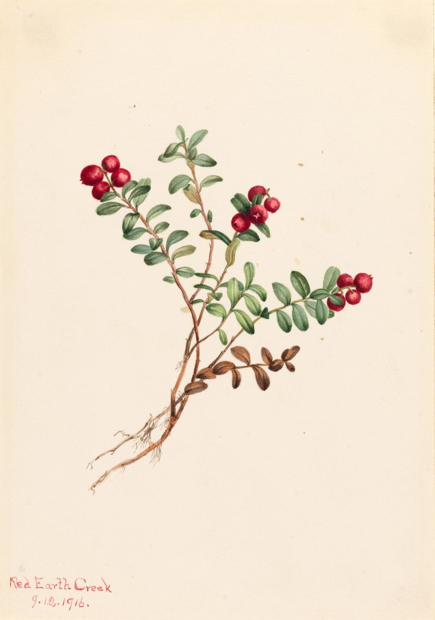 Bjergtranebær (Vaccinium vitisdaea minus) af Mary Vaux Walcott