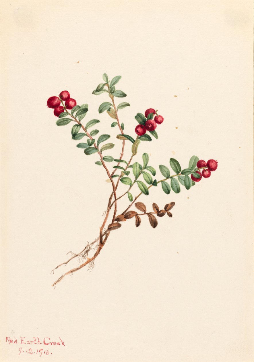 Mountain Cranberry Vaccinium vitisdaea minus, 1916. af Mary Vaux Walcott