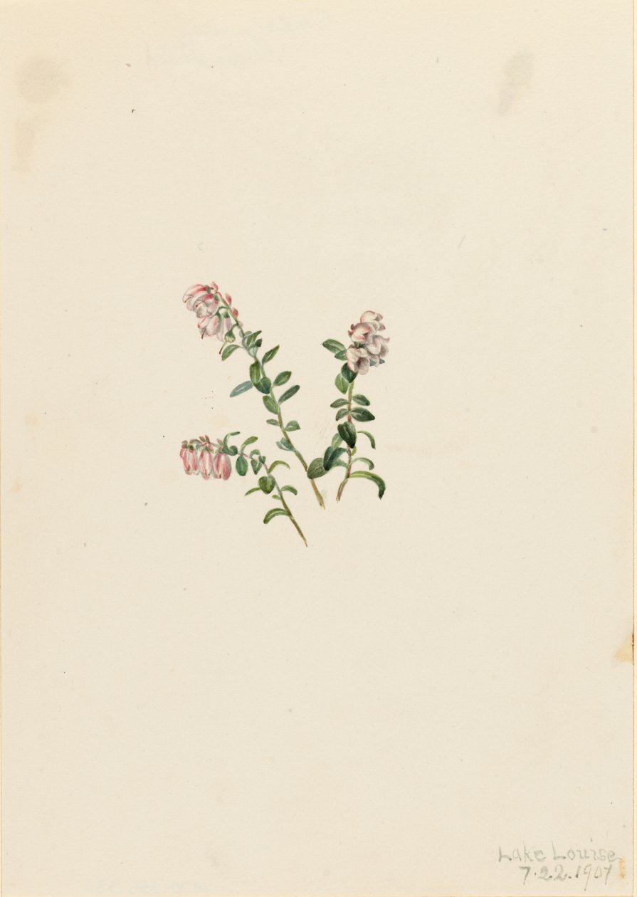 Mountain Cranberry Vaccinium vitisidaea minus, 1907. af Mary Vaux Walcott