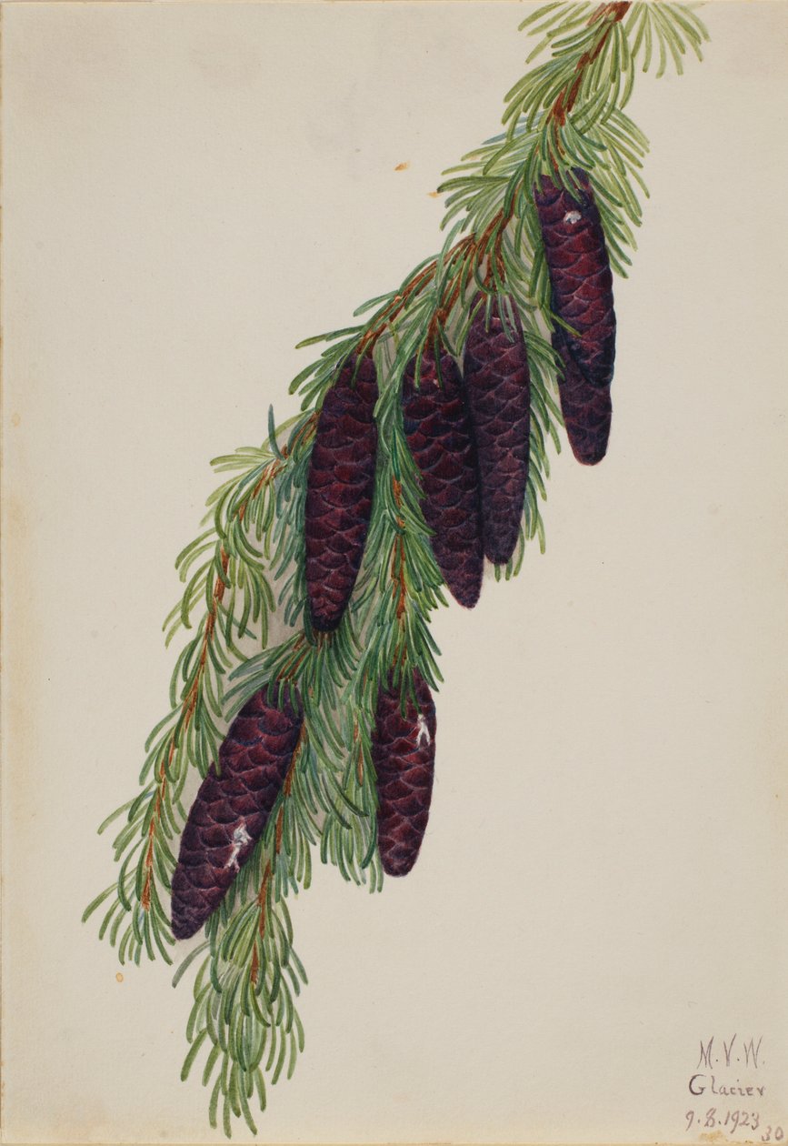 Bjergskarntyde (Tsuga mertensiana) af Mary Vaux Walcott