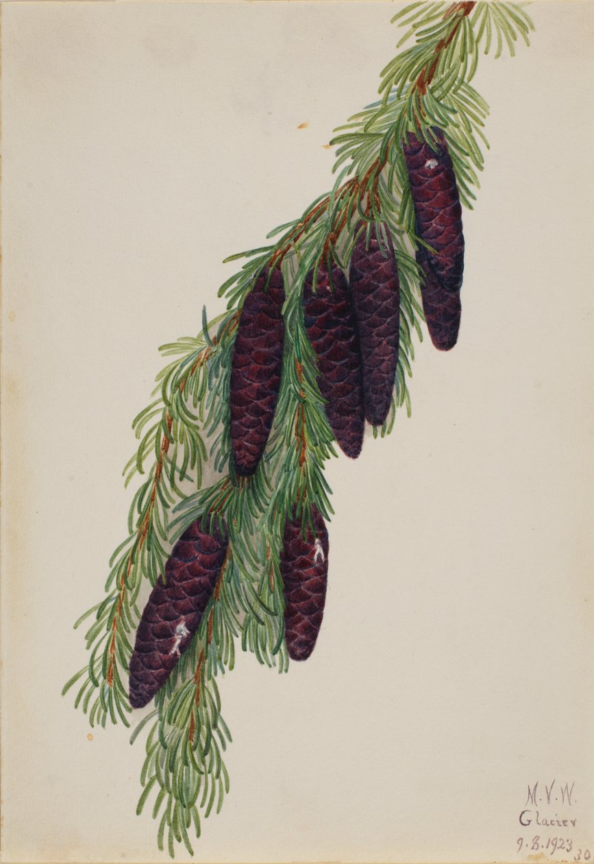 Mountain Hemlock Tsuga mertensiana, 1923. af Mary Vaux Walcott