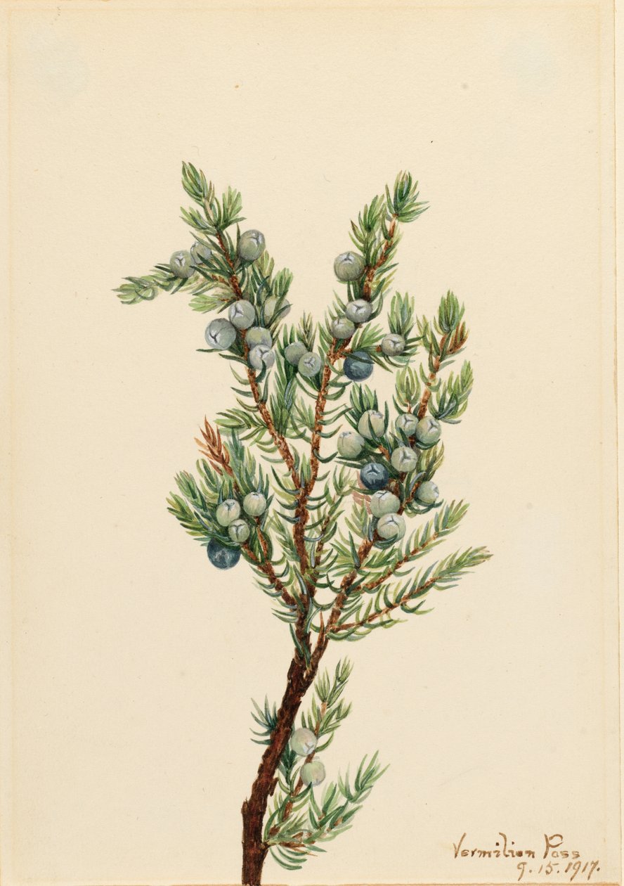 Mountain Juniper (Juniperus sibirica) af Mary Vaux Walcott