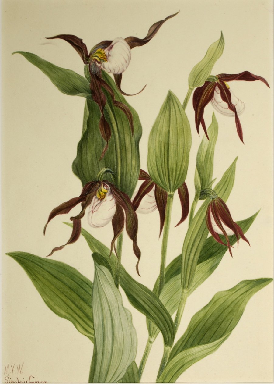 Bjergmariehøne (Cypripedium montanum) af Mary Vaux Walcott