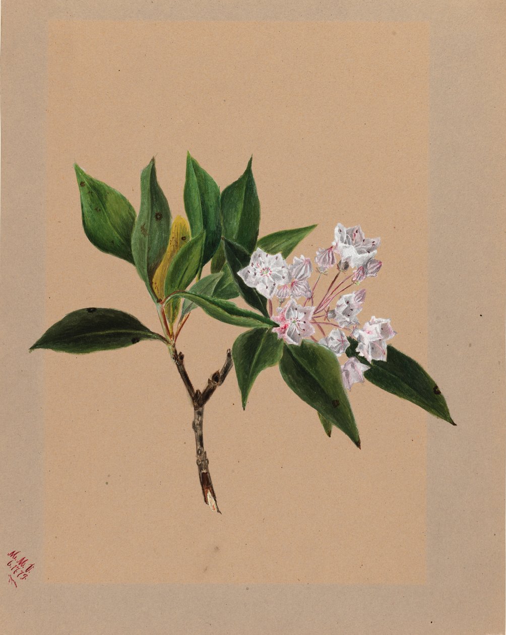 Mountain Laurel Kalmia latifolia, 1879. af Mary Vaux Walcott