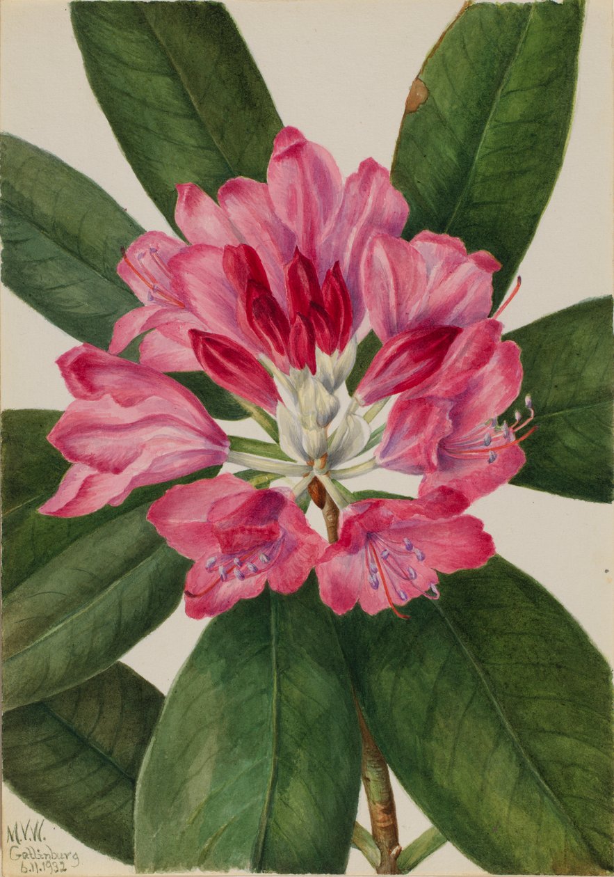 Bjergrose-bug (Rhododendron catawbiense) af Mary Vaux Walcott