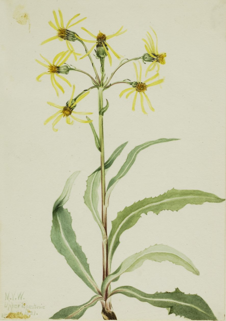 Sørgekåbe (Senecio lugens) af Mary Vaux Walcott