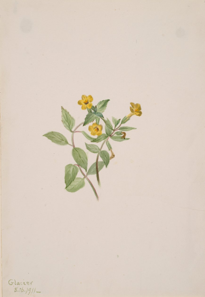 Moskusblomst Mimulus moschatus, 1911. af Mary Vaux Walcott