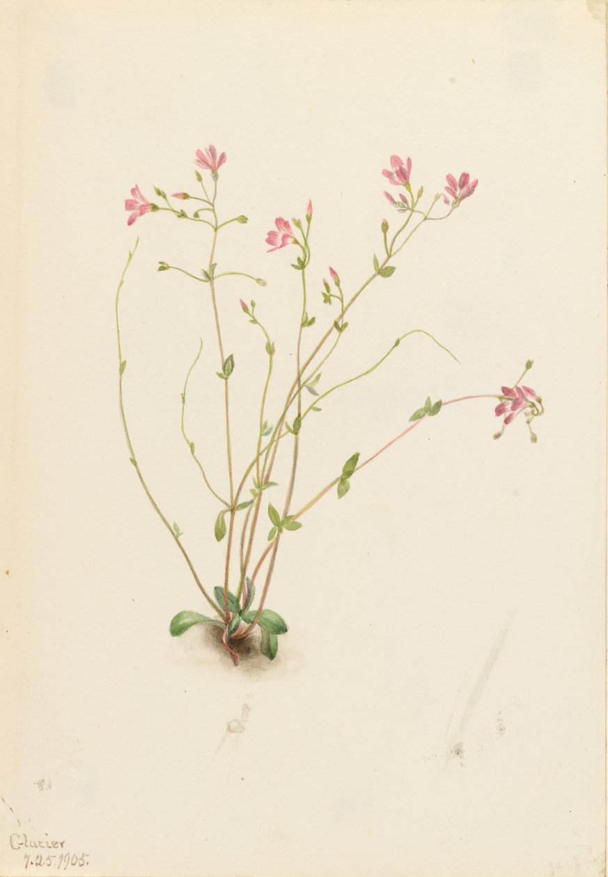 Naiad Spring Beauty (Claytonia parvifolia) af Mary Vaux Walcott