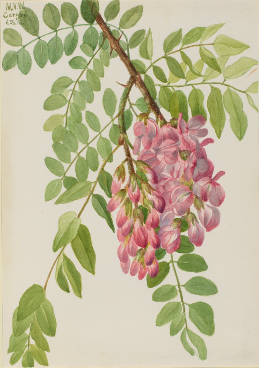 Ny mexicansk græshoppe (Robinia neomexicana) af Mary Vaux Walcott