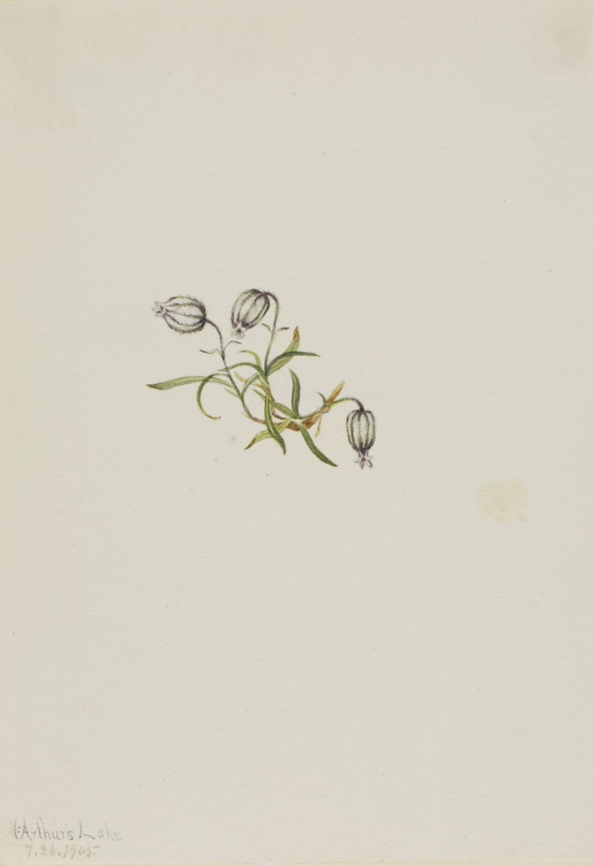 Nikkende løvstikke (Lychnis apetala) af Mary Vaux Walcott