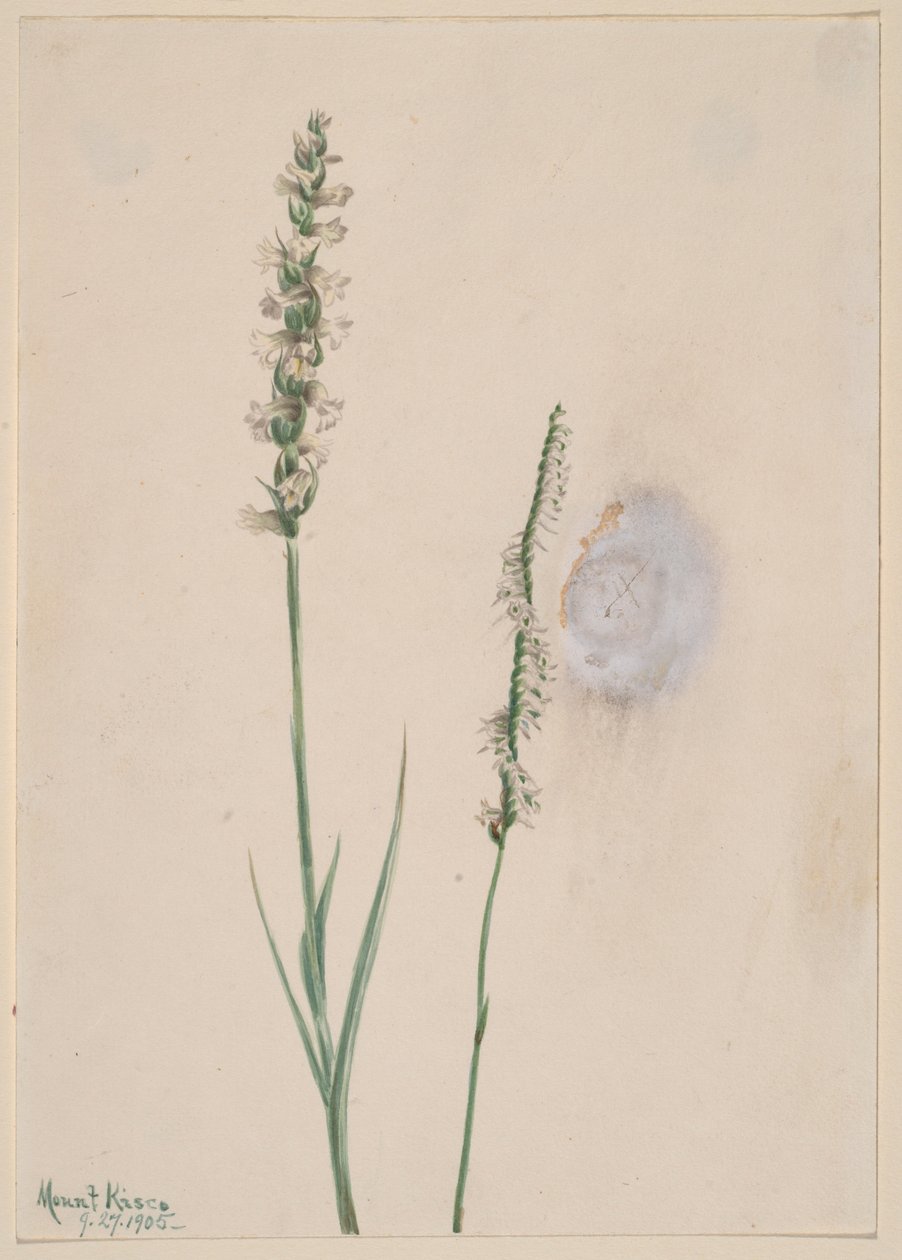 Nikkende dameblade (Ibidium cernum) af Mary Vaux Walcott