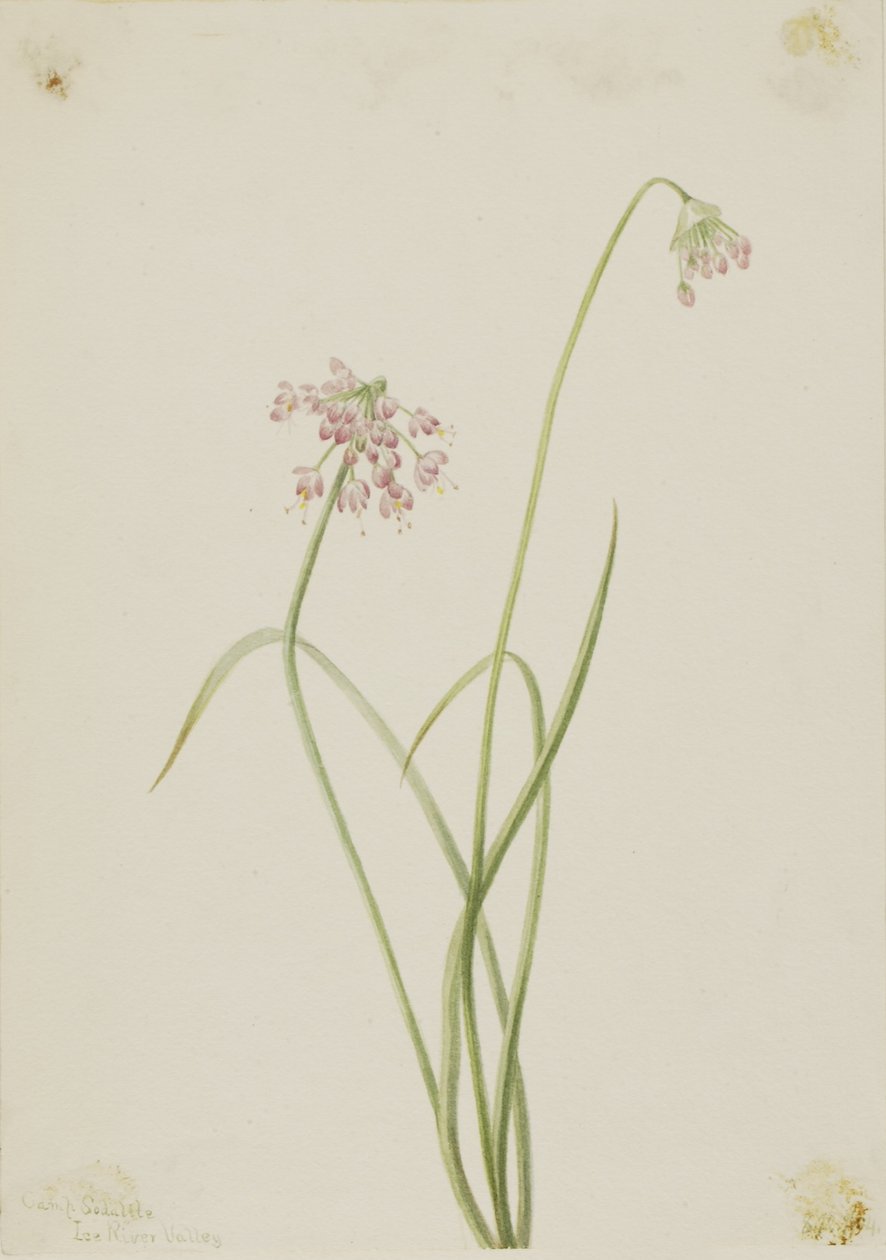 Nikkende løg (Allium cernuum) af Mary Vaux Walcott