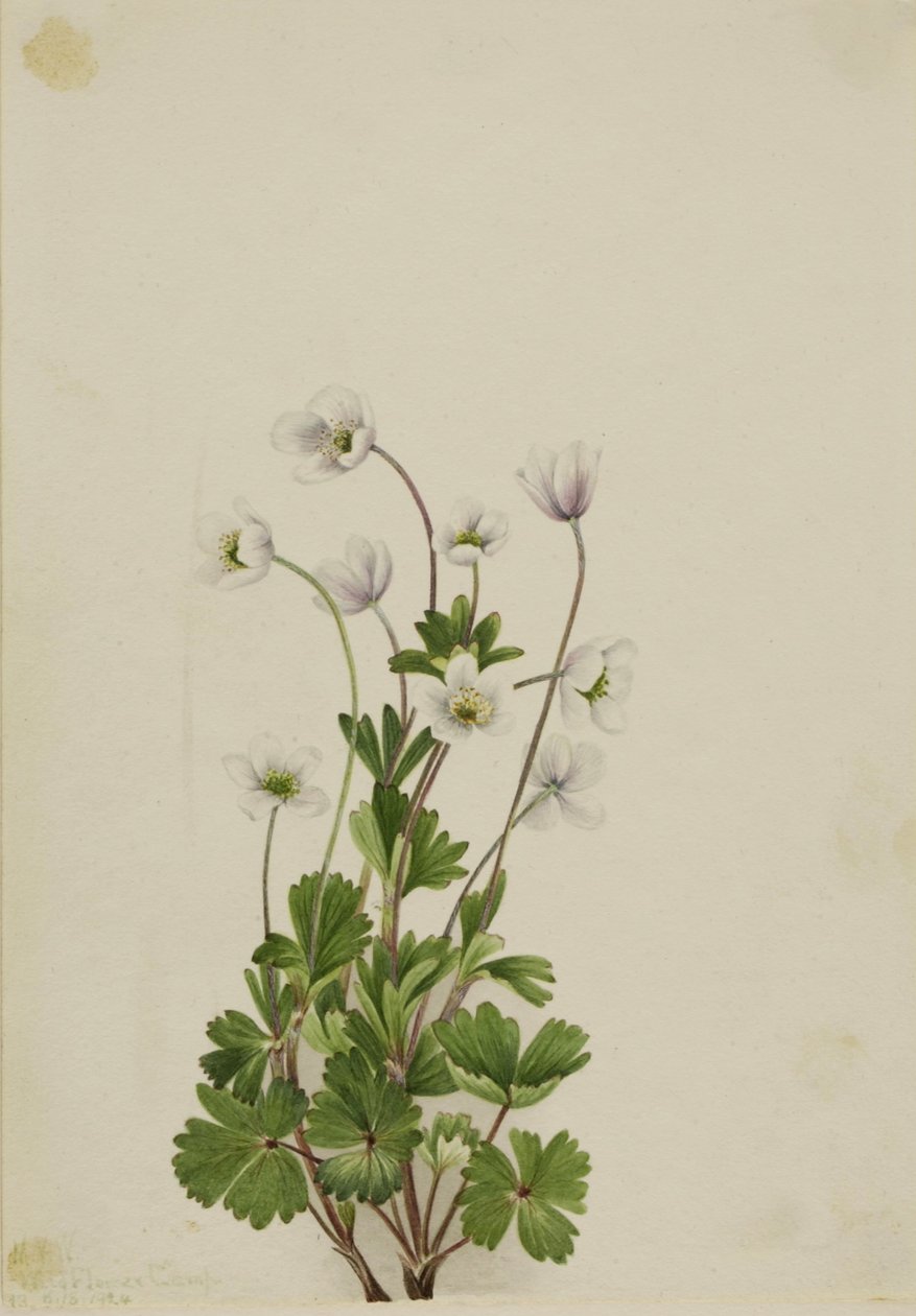 Nordlig anemone (Anemone parviflora) af Mary Vaux Walcott