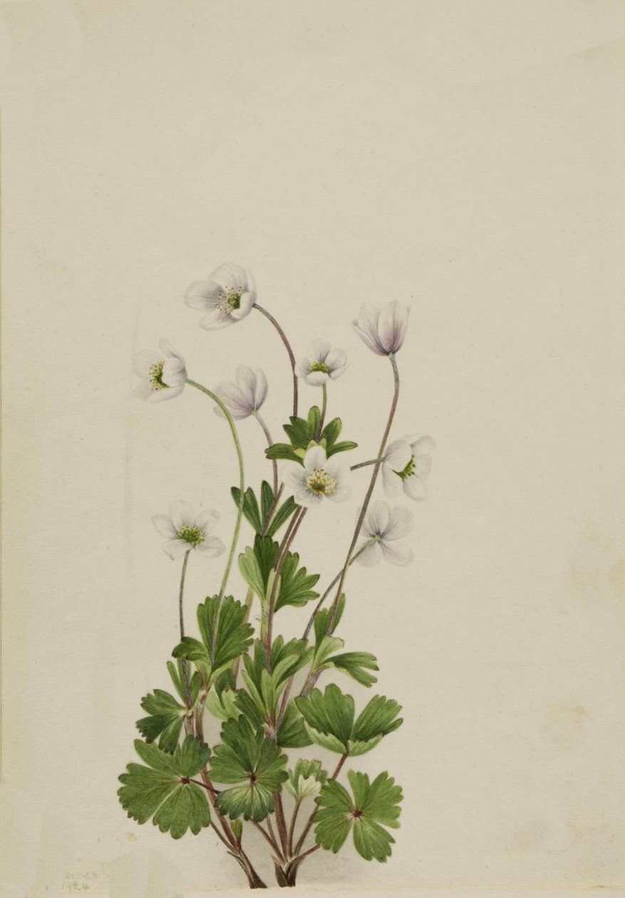 Northern Anemone Anemone parviflora, 1924. af Mary Vaux Walcott