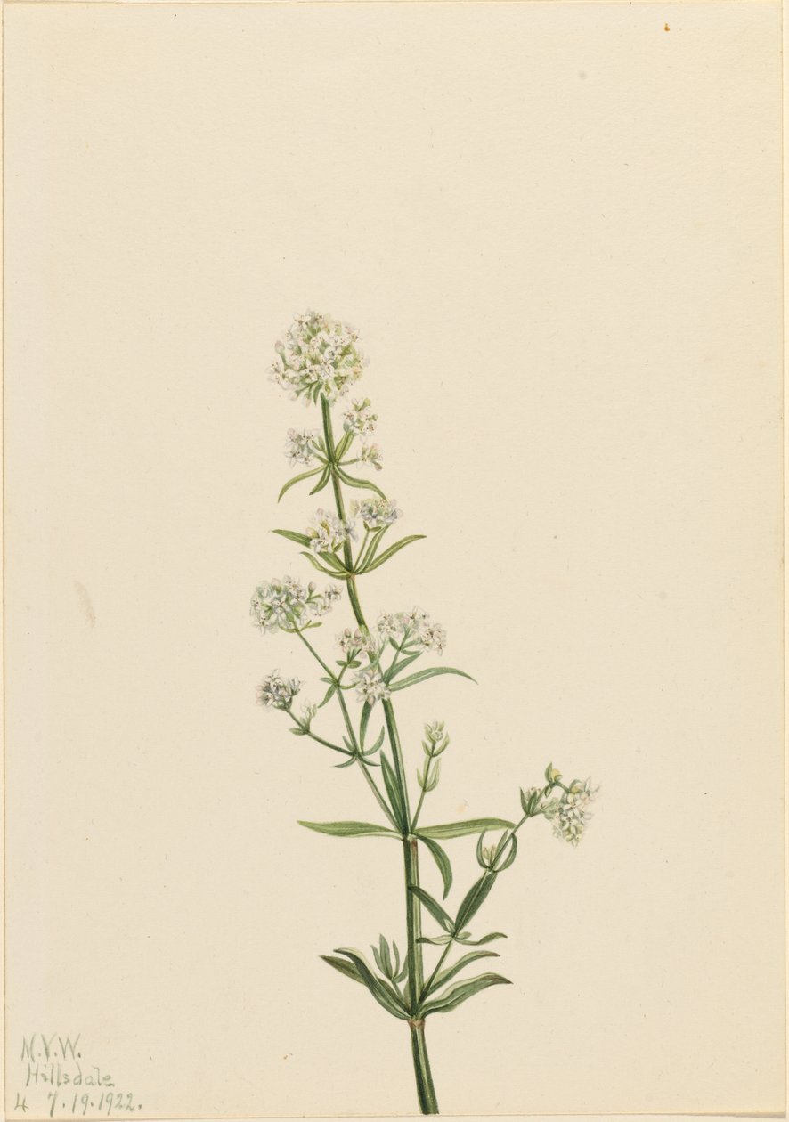 Nordlig sengehalm (Galium boreale) af Mary Vaux Walcott
