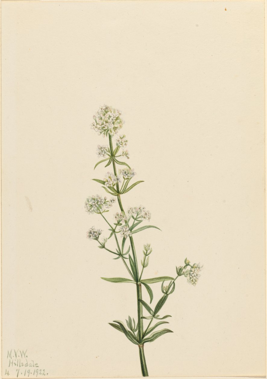 Northern Bedstraw Galium boreale, 1922. af Mary Vaux Walcott