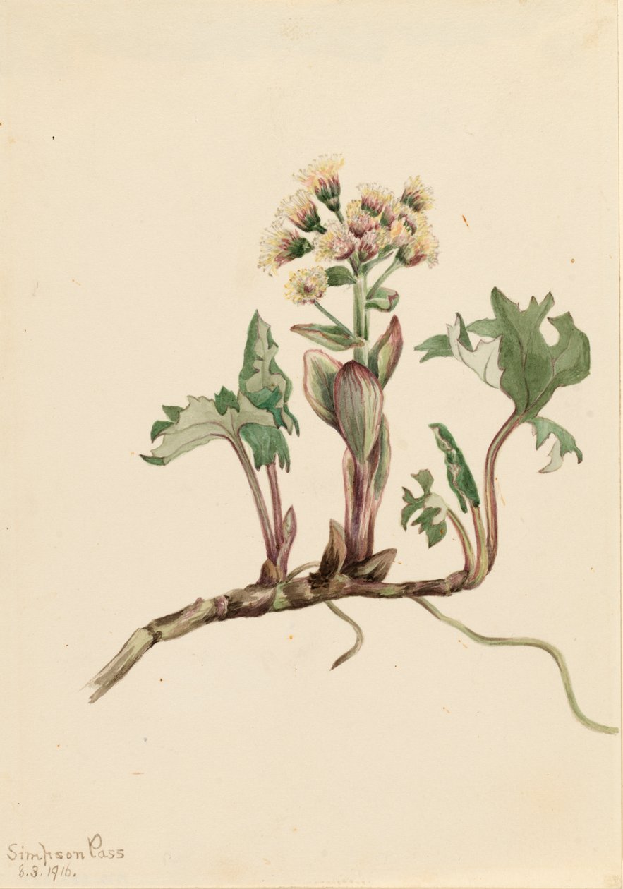 Northern Butterbur Petasites hyperboreus, 1916. af Mary Vaux Walcott