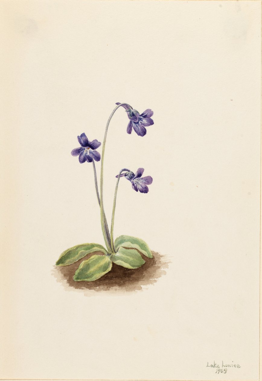 Nordlig smørurt (Pinguicula vulgaris) af Mary Vaux Walcott