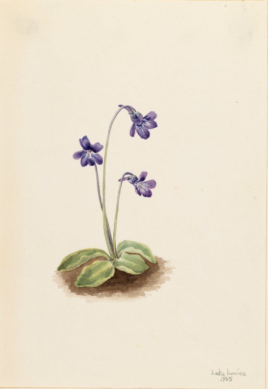 Nordlig smørurt Pinguicula vulgaris, 1903. af Mary Vaux Walcott