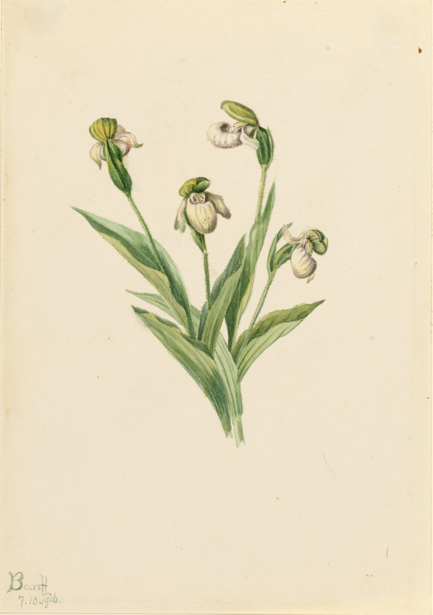 Nordlig mariehøne (Cypripedium passerinum) af Mary Vaux Walcott