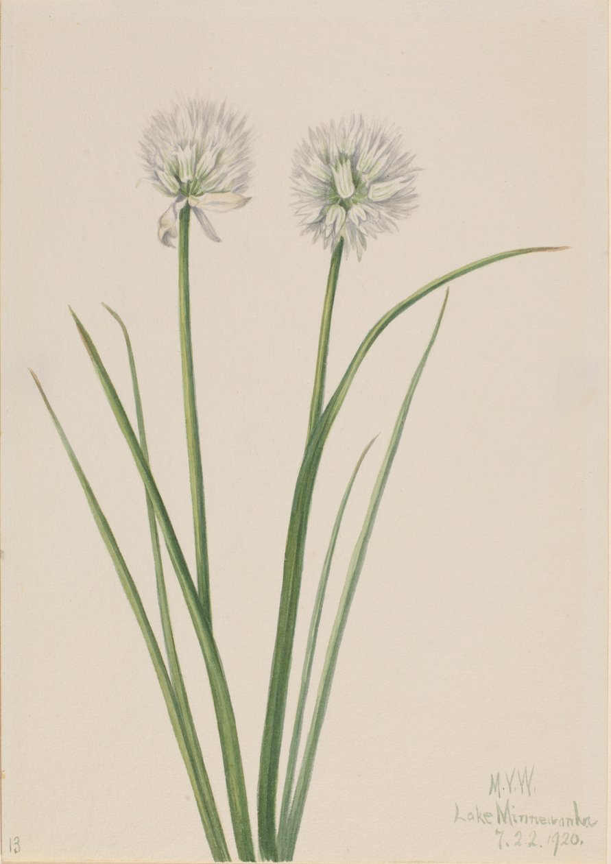 Nordligt løg (Allium sibiricum) af Mary Vaux Walcott