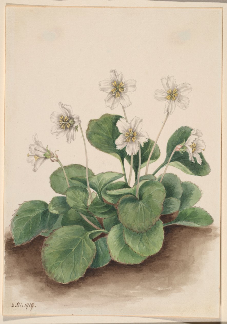 Oconee-klokker (Shortia galacifolia) af Mary Vaux Walcott