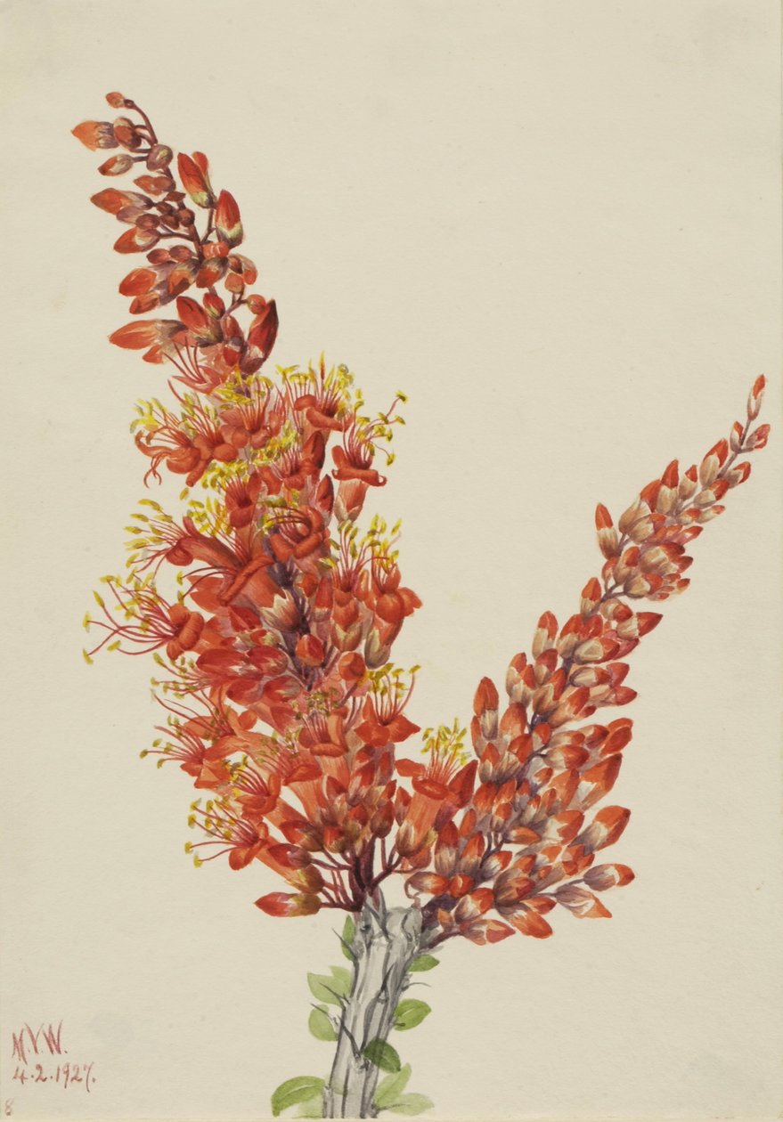 Ocotillo (Fouquieria splendens) af Mary Vaux Walcott