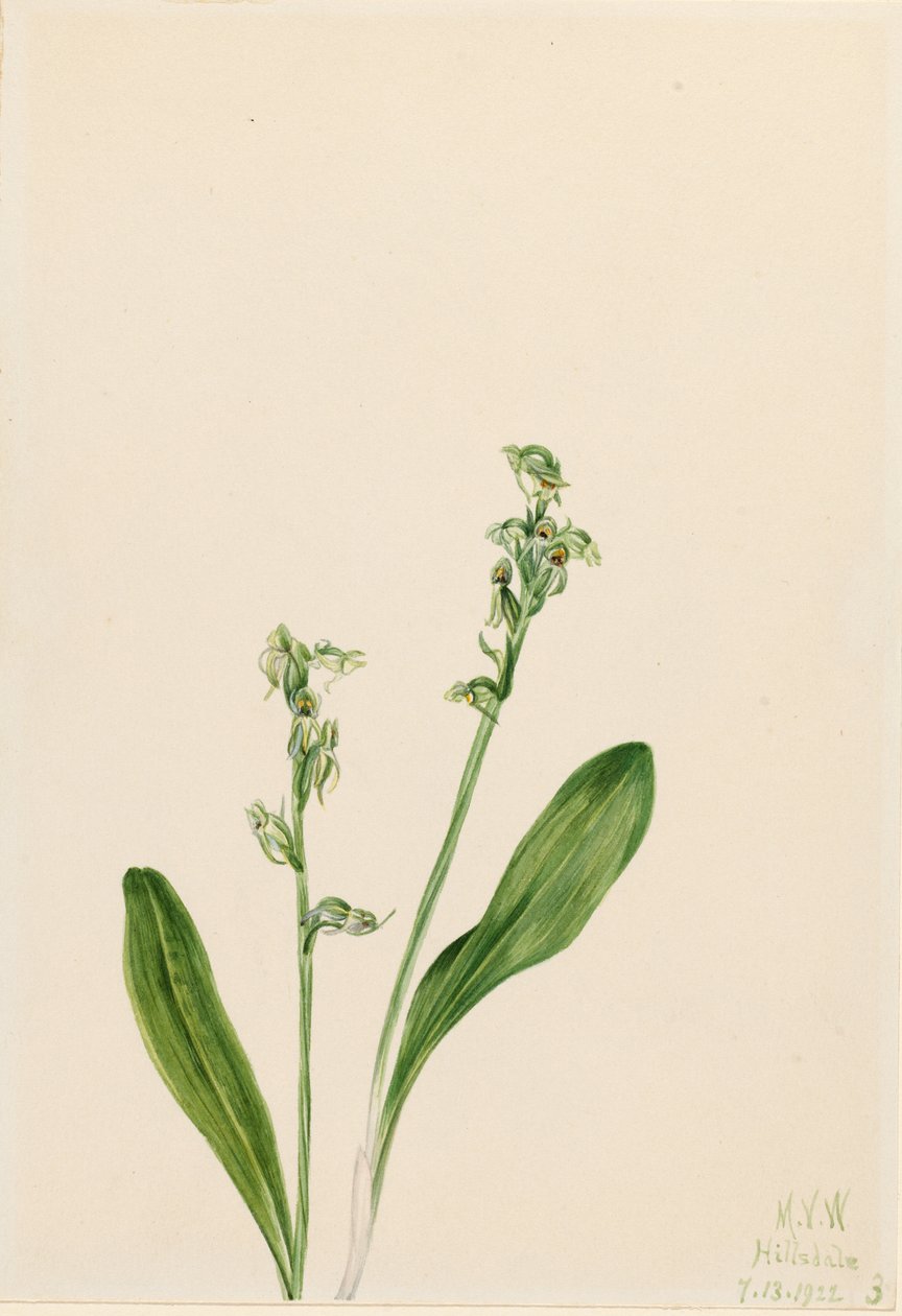 Enblomstret gøgeurt (Habenaria obtusata) af Mary Vaux Walcott