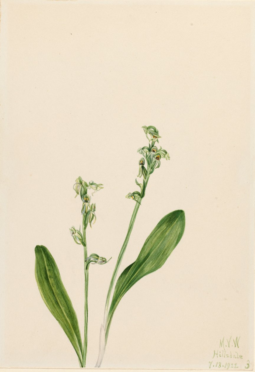 Et-blads-mose-orkidé Habenaria obtusata, 1922. af Mary Vaux Walcott