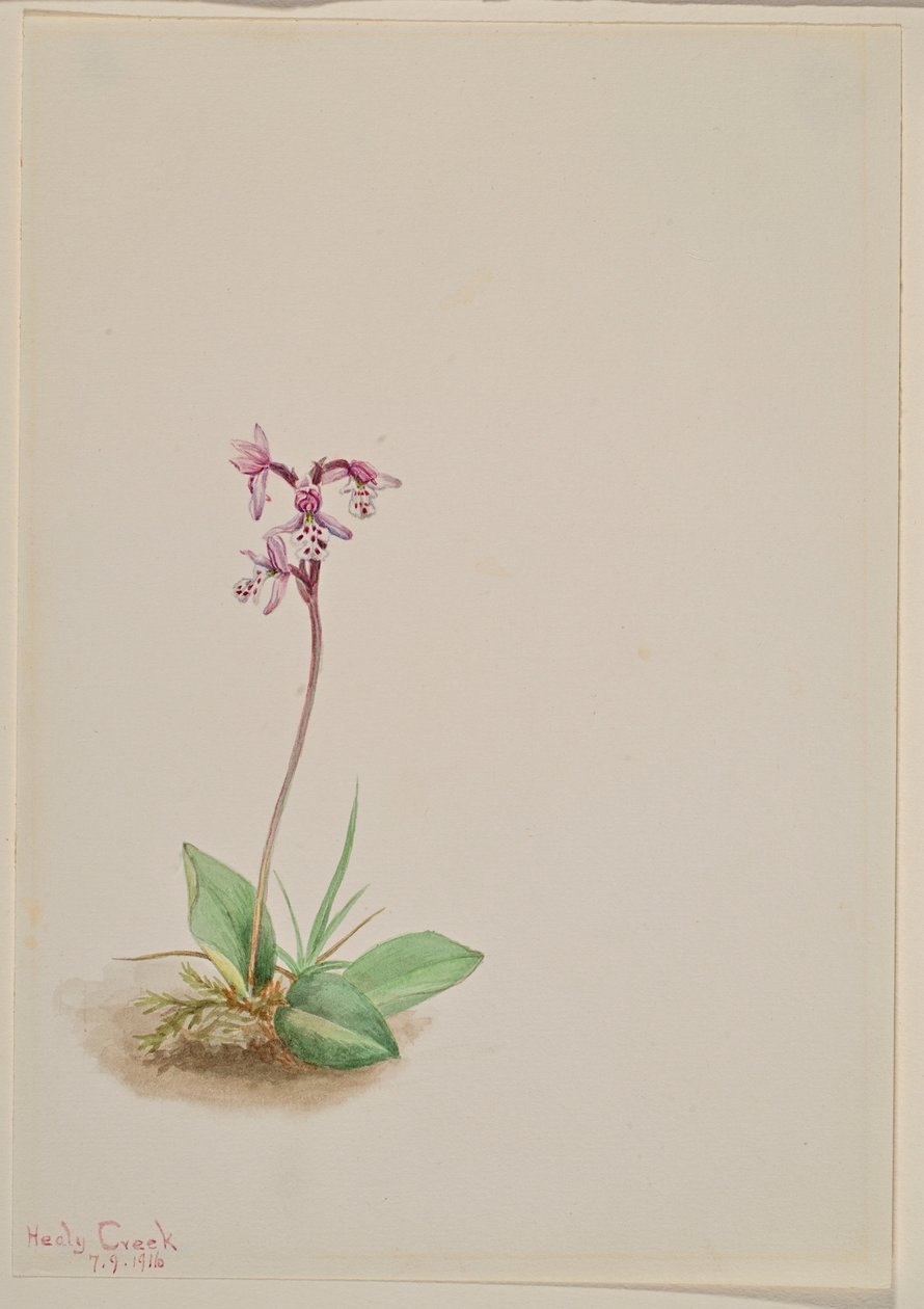 Gøgeurt (Orchis rotundifolia) af Mary Vaux Walcott