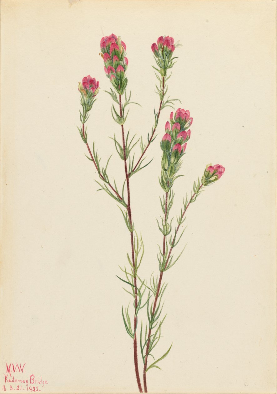 Uglekløver Orthocarpus tenuifolius, 1923. af Mary Vaux Walcott