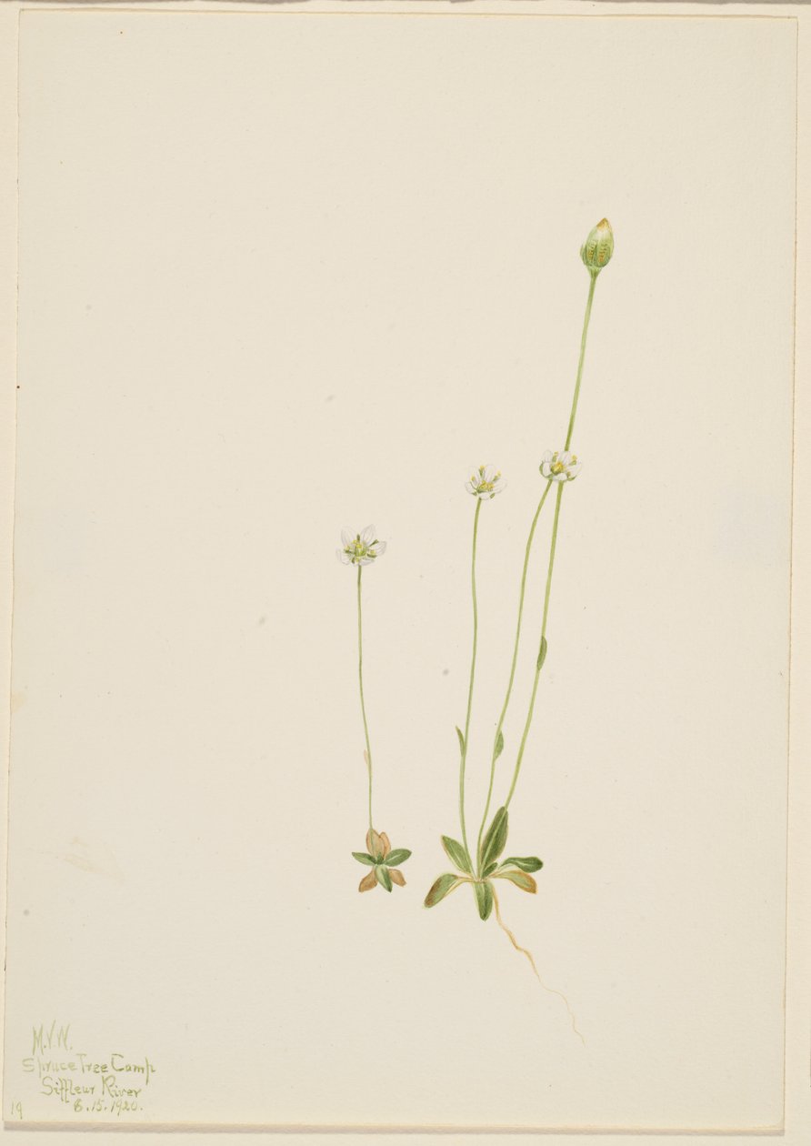 Oxytropis aepicola af Mary Vaux Walcott