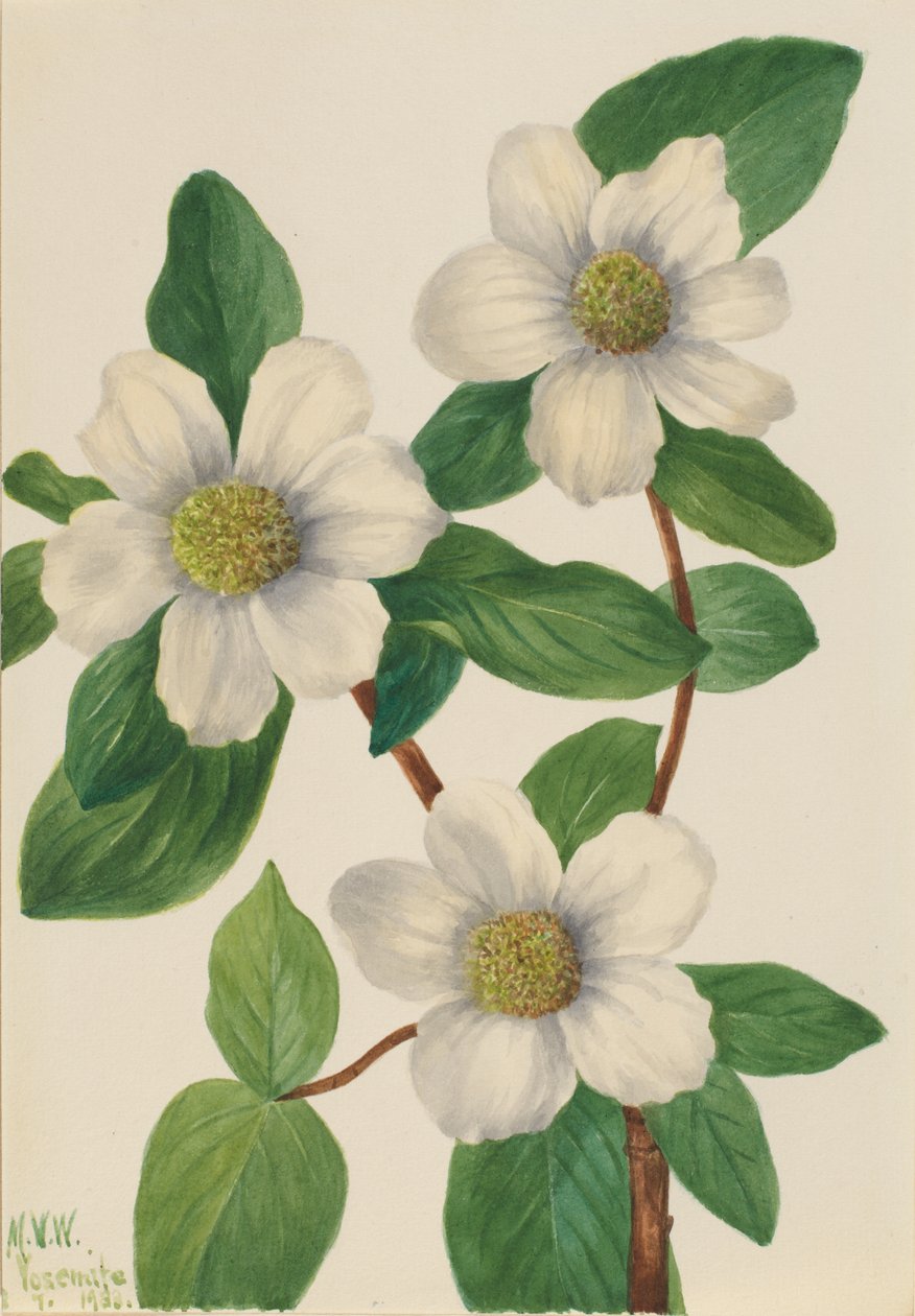 Stillehavskornel (Cornus nuttallii) af Mary Vaux Walcott