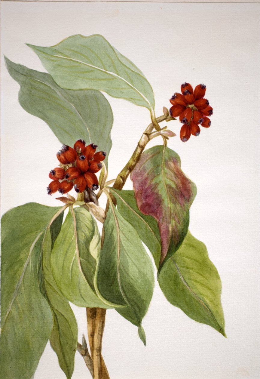 Stillehavskornel (Cornus nuttallii) af Mary Vaux Walcott