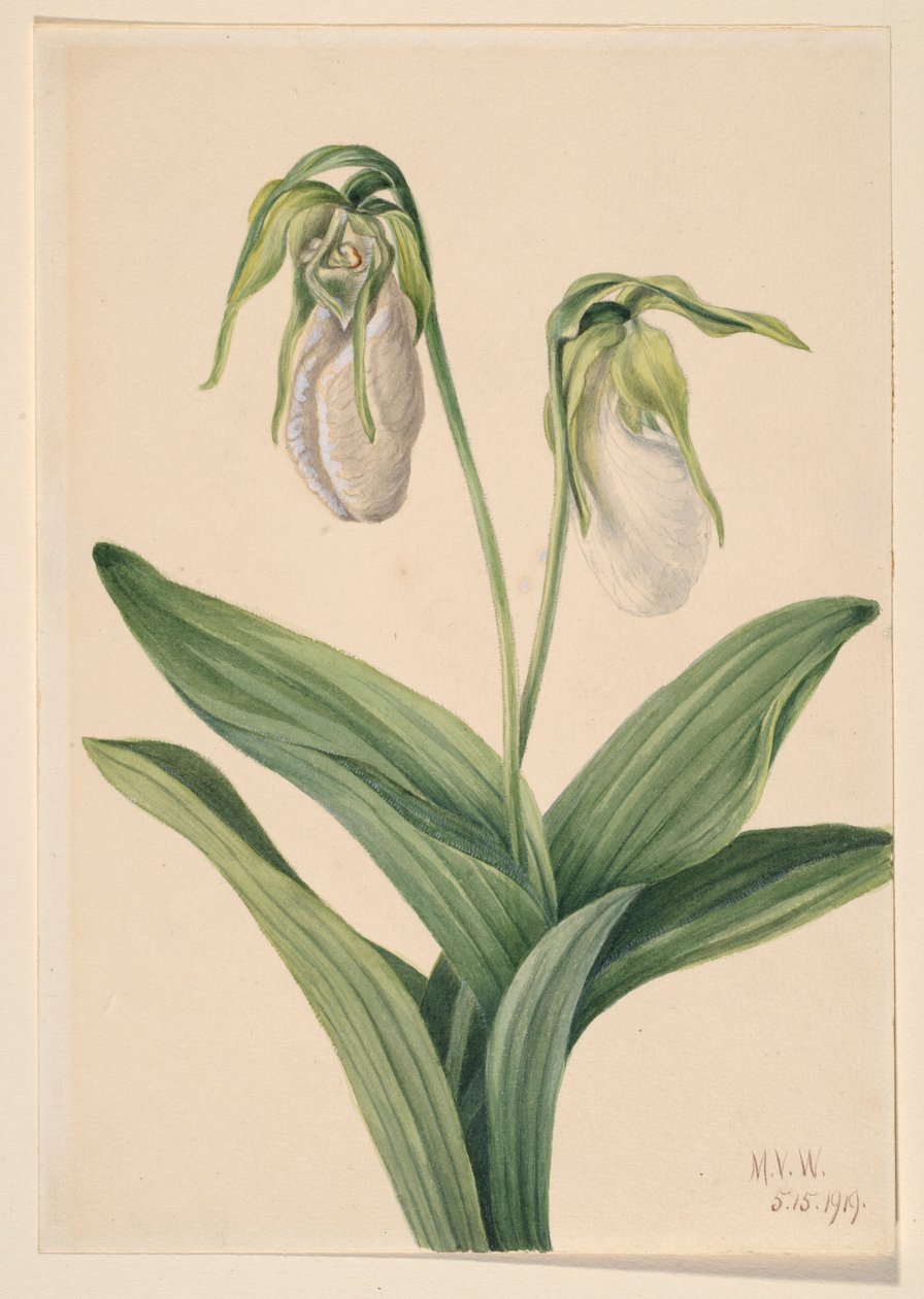 Bleg mariehøne (Cypridedium acaule) af Mary Vaux Walcott