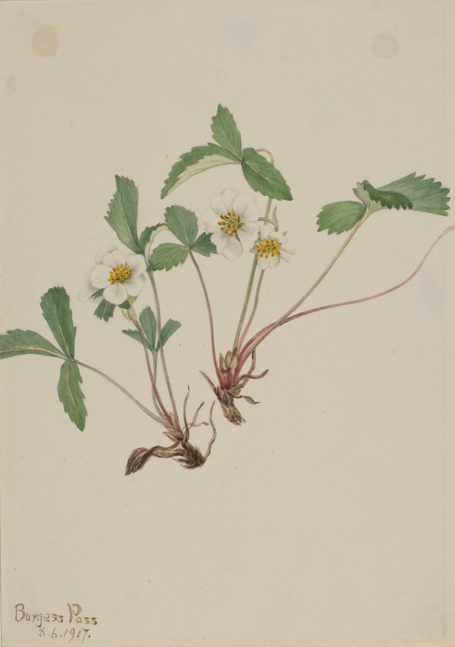 Bleg jordbær (Fragaria glauca) af Mary Vaux Walcott