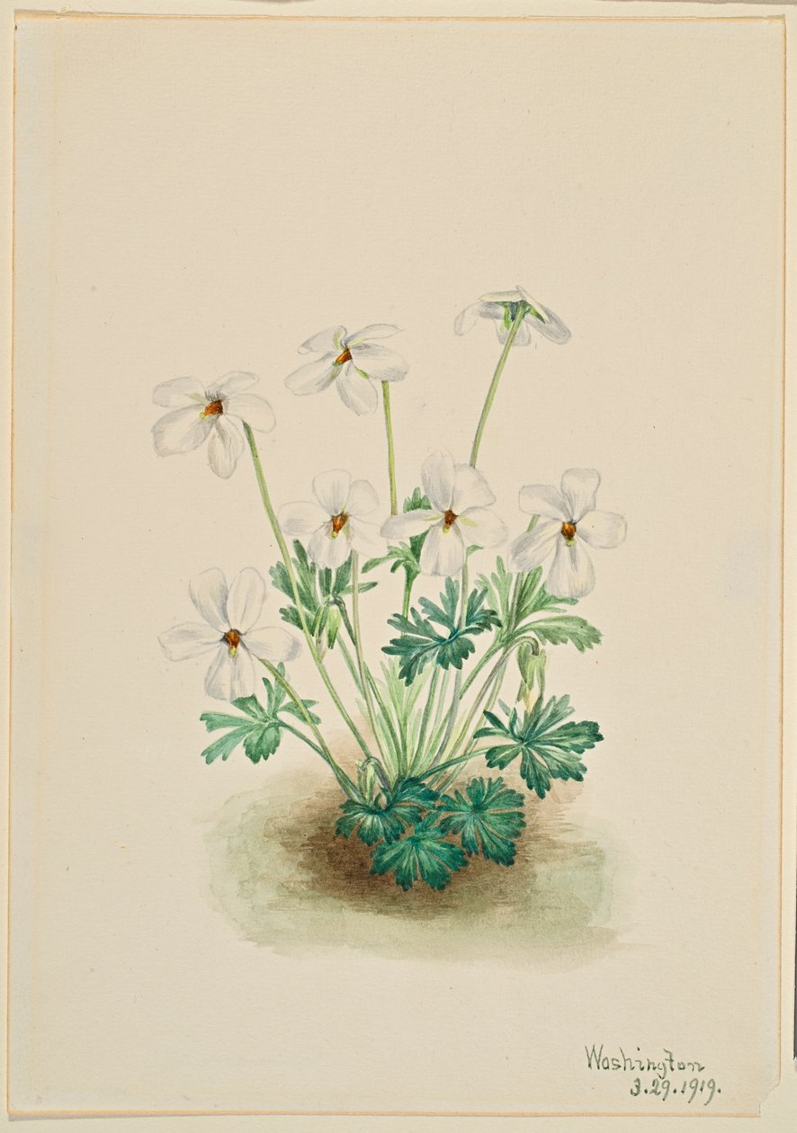 Stedmoderblomstret viol (Viola pedata) af Mary Vaux Walcott