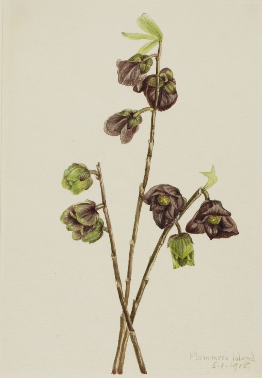 Papaja (Asimina triloba) af Mary Vaux Walcott