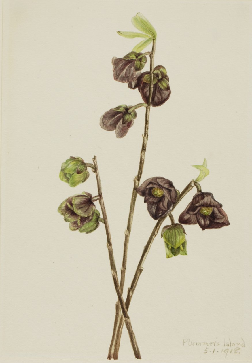 Papaw Asimina triloba, 1918. af Mary Vaux Walcott