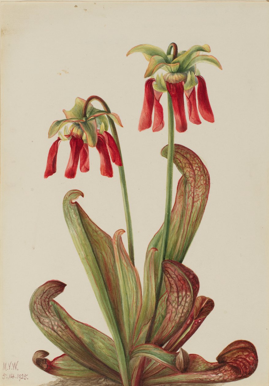 Papegøje-kandebladplante (Sarracenia psittacina) af Mary Vaux Walcott